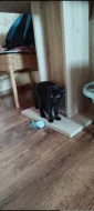 Krásný černý kocourek ( Scottish Fold ) 4 měsíce