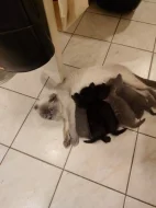 Krásný černý kocourek ( Scottish Fold ) 4 měsíce