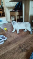 Krásný černý kocourek ( Scottish Fold ) 4 měsíce