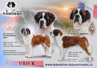 Svatobernardský pes (bernardýn)