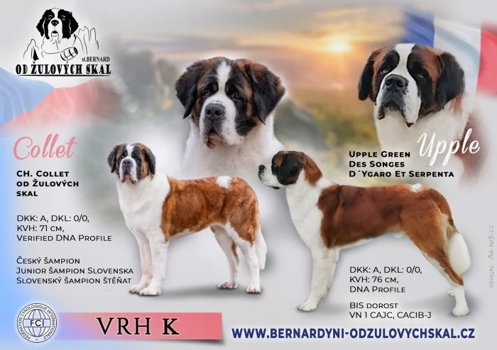 Svatobernardský pes (bernardýn)