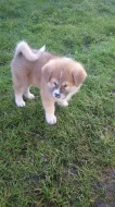 Akita-Inu