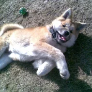 Akita-Inu