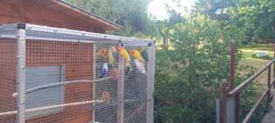 Agapornis fišery