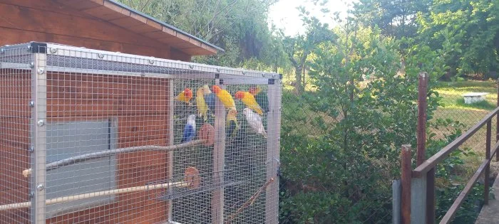 Agapornis fišery