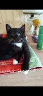 Krásná kočička Marcelka bicolor ( rodiče Scottish fold)