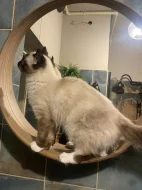 Ragdoll