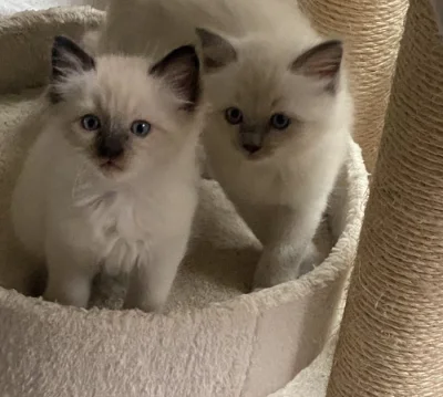 Ragdoll