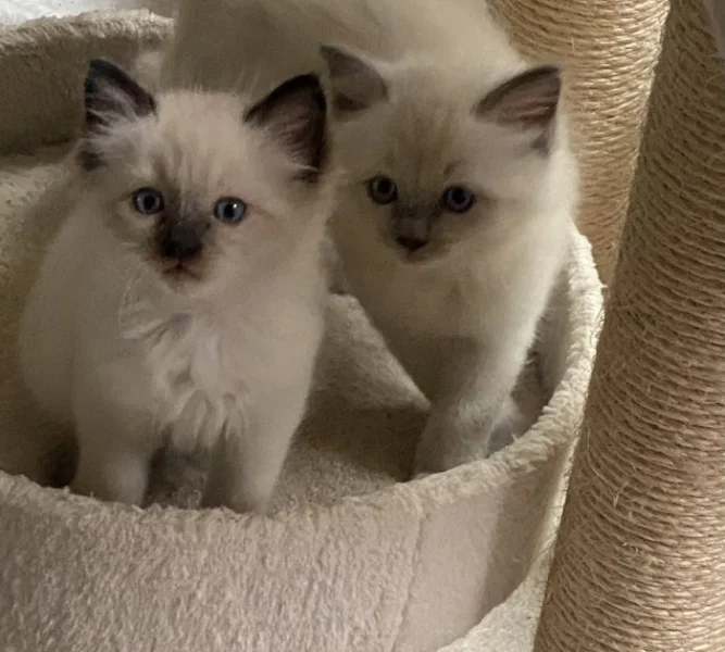 Ragdoll