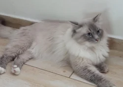 Ragdoll