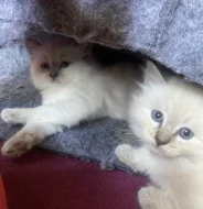 Ragdoll