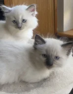 Ragdoll