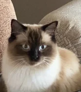 Ragdoll