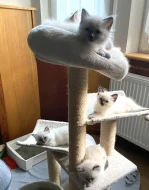 Ragdoll