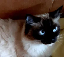 Nádherná koťátka Ragdoll s mezinárodním pasem