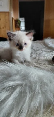 Nádherná koťátka Ragdoll s mezinárodním pasem