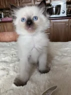 Nádherná koťátka Ragdoll s mezinárodním pasem