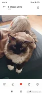 Nádherná koťátka Ragdoll s mezinárodním pasem
