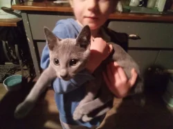 Ruská modrá s PP