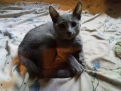 Ruská modrá s PP