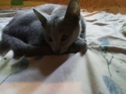 Ruská modrá s PP