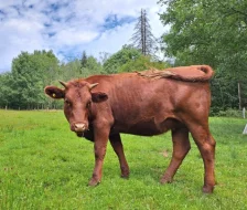 dvě jalovičky Česká červinka ČL