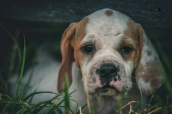 Anglicky pointer