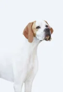 Anglicky pointer