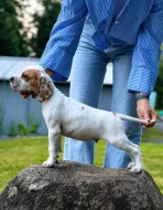 Anglicky pointer
