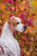 Anglicky pointer