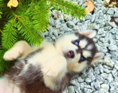 štěňata Sibiřský husky