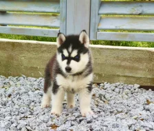 štěňata Sibiřský husky