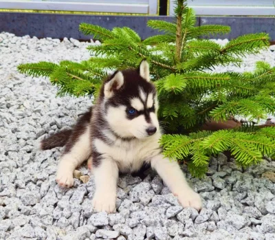 štěňata Sibiřský husky