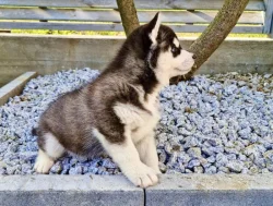 štěňata Sibiřský husky
