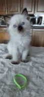 Nádherná koťátka Ragdoll s mezinárodním pasem