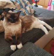 Nádherná koťátka Ragdoll s mezinárodním pasem