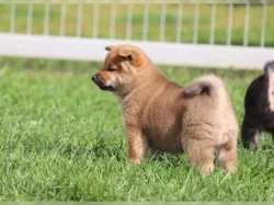Shiba Inu Štěňata