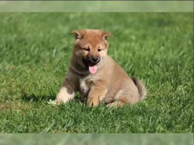 Shiba Inu Štěňata