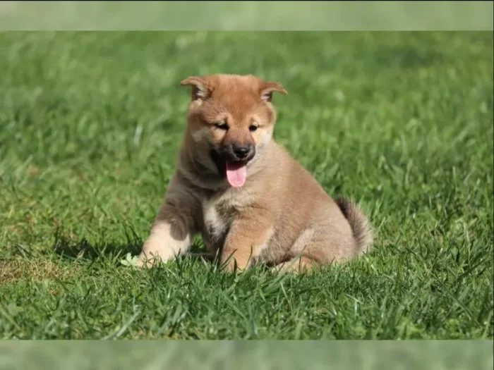 Shiba Inu Štěňata
