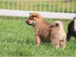 Shiba Inu Štěňata