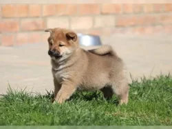 Shiba Inu Štěňata
