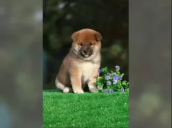 Shiba Inu Štěňata
