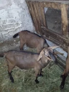 Kozlíci