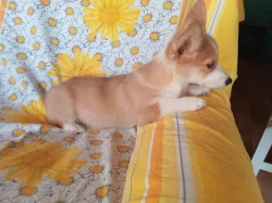 Welsh Corgi- fenečky