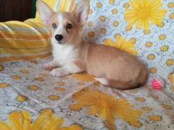 Welsh Corgi- fenečky