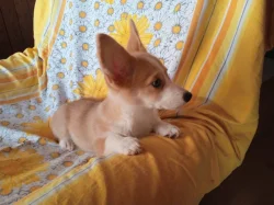 Welsh Corgi- fenečky