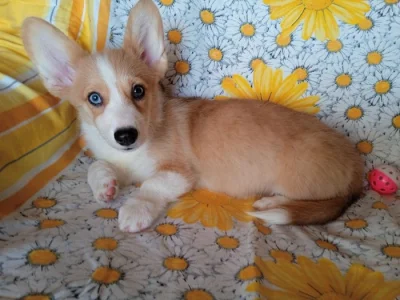 Welsh Corgi- fenečky