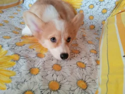 Welsh Corgi- fenečky