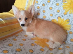 Welsh Corgi- fenečky