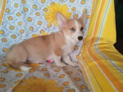 Welsh Corgi- fenečky